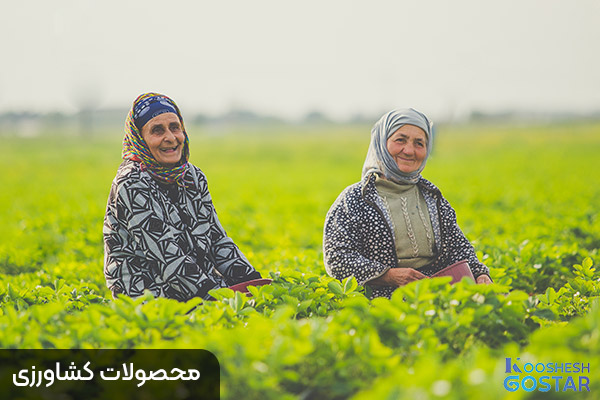 محصولات کشاورزی