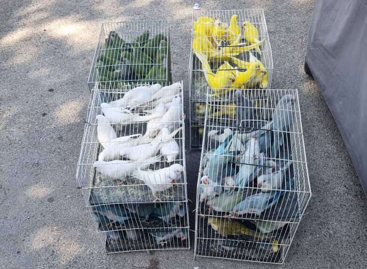 ارسال پرندگان زینتی