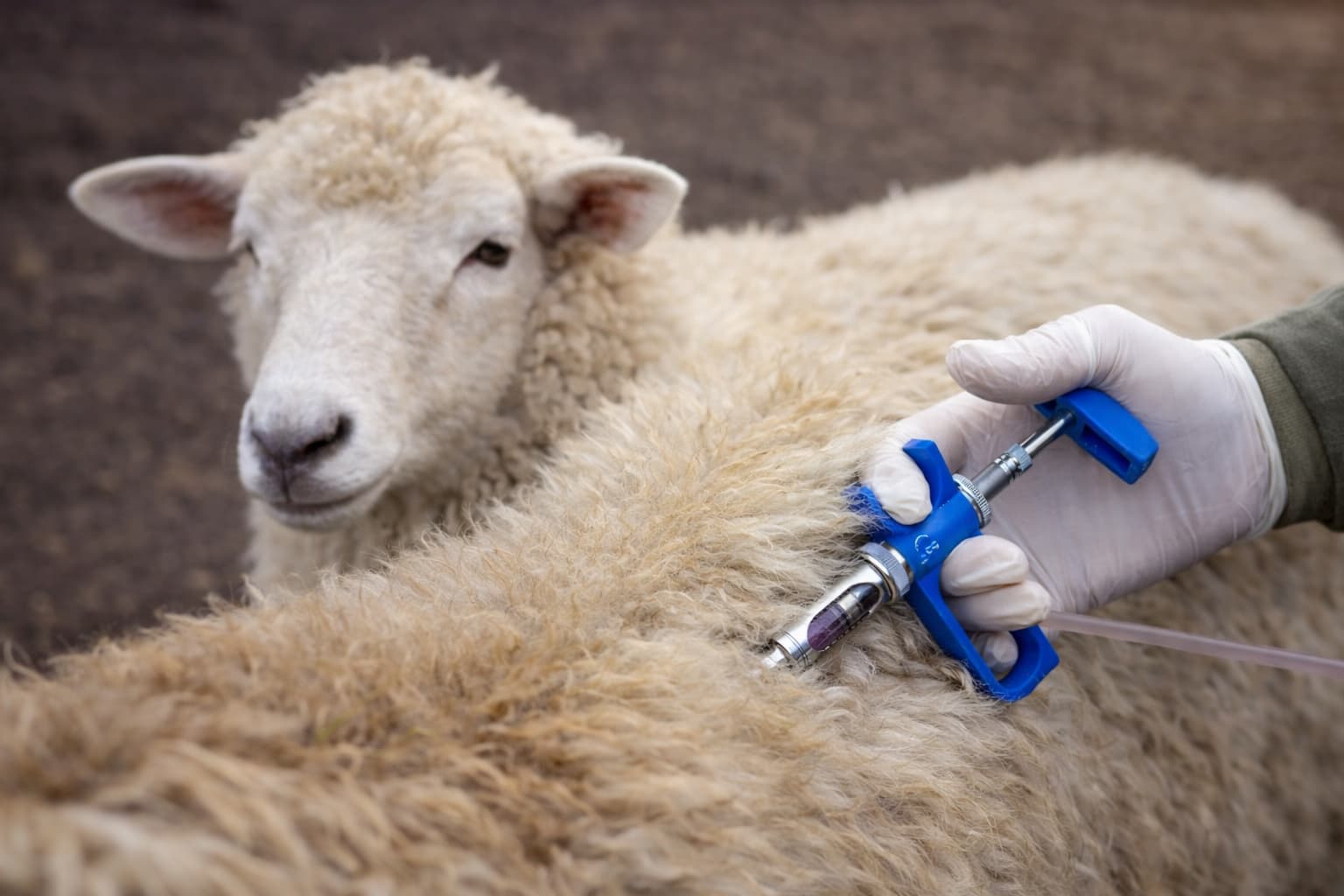 مدارک مورد نیاز برای ارسال واکسن دامی